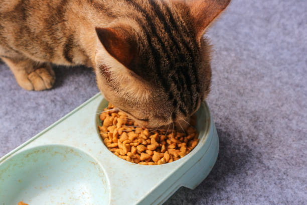 istock cat eating dry cat food in bowl 2196877135