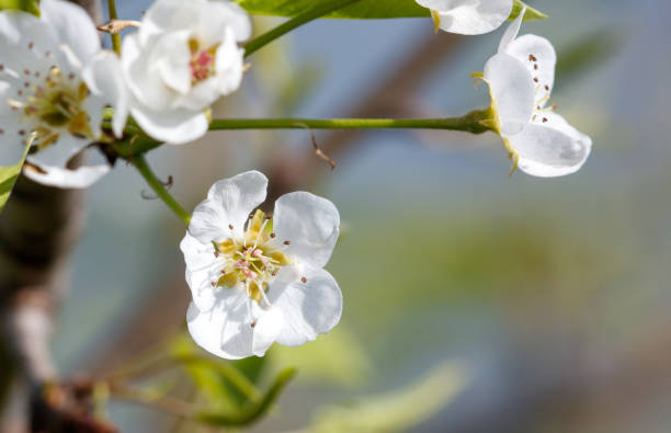 A white flower with a green stem. The flower is in full bloom and is surrounded by green leaves. The image has a serene and peaceful mood, as the flower is in a natural setting