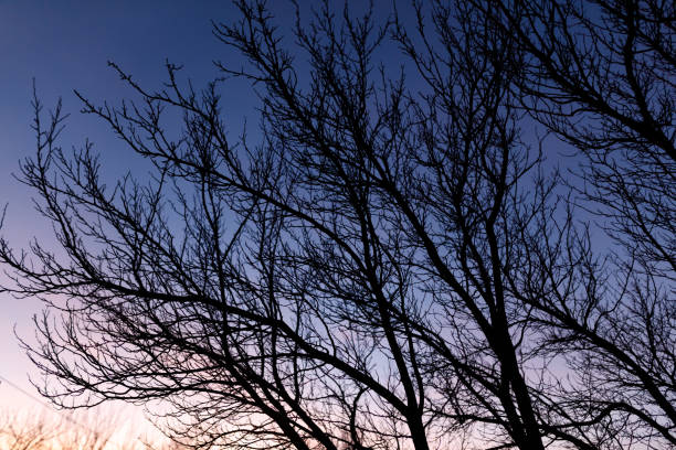 istock The sky is blue and the trees are bare 2196877541