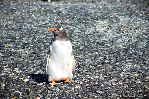 Magellanic penguin chick (Spheniscus magellanicus) in the province of Chubut in Argentine Patagonia