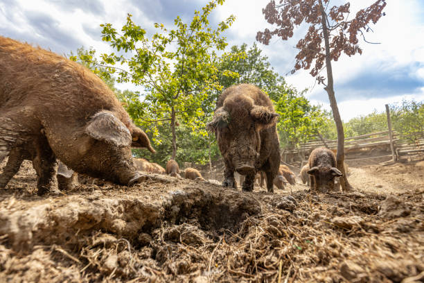 Mangalitsa pigs eating and playing in mud on farm