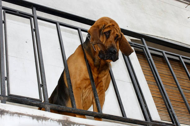 sad bloodhound dog looking down from balcony waiting for owner