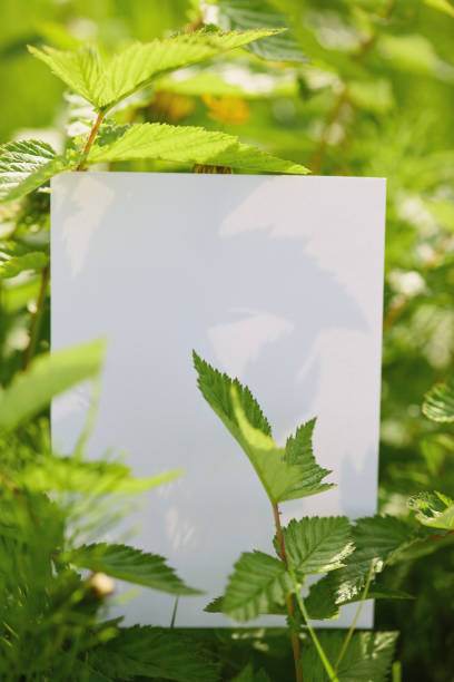 istock Leaves casting shadows on white paper, surrounded by lush green foliage under bright sunlight. 2196881081