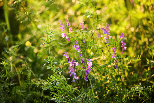 wild flowers in a clearing in the forest. purple flowers in the sun's rays close-up