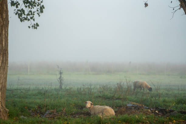 Sheeps in the fog in Narni (Italia)