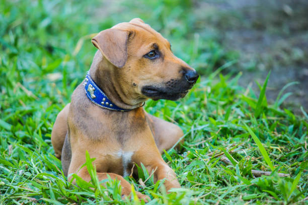 istock dog in the garden 2196885272