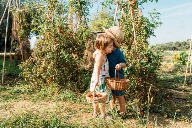 istock Siblings Share a Joyful Hug While Picking Tomatoes in a Vibrant Garden Under the Sun 2196887797