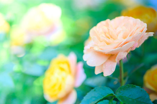 Flower Series : A light orange roses on a blurred floral background. Roses for Valentine Day. Beautiful bouquet of pastel colored roses in a cool garden. Pastel flower with water drops.