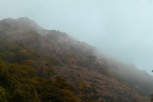 A serene and mysterious mountain slope covered with dense vegetation, partially obscured by fog.