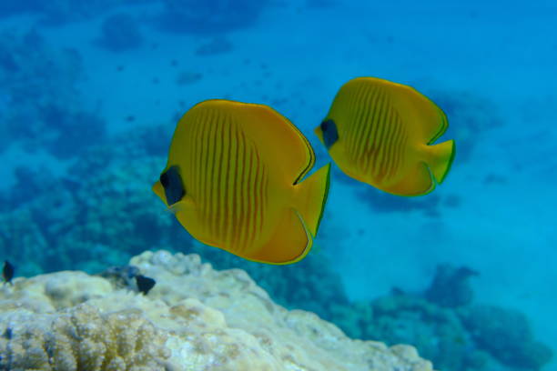 istock Masked butterflyfish or bluecheek butterflyfish (Chaetodon semilarvatus) 2196890735