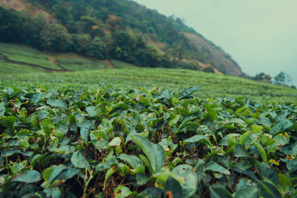 istock Tea plantation background greenish mountain 2196891307