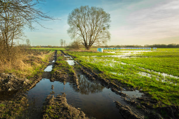 istock Water on the dirt road and meadow with a tree 2196893209