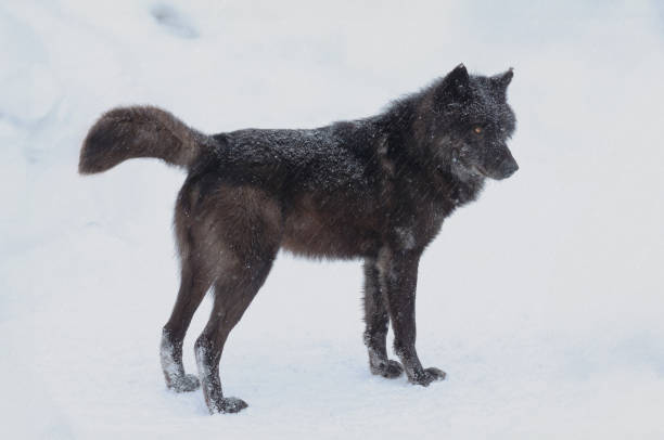 istock Canadian black wolf standing in the snow 2196894214