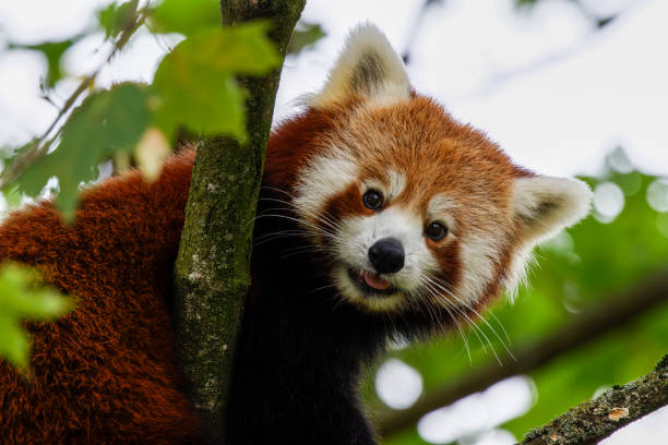 A very beautiful red panda beer looking down from a branch