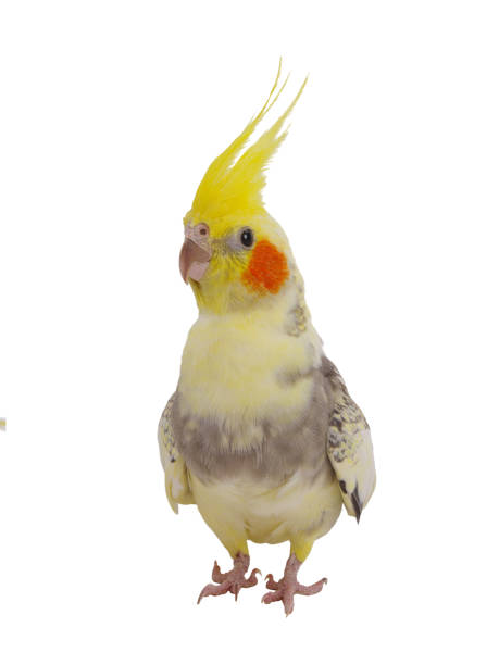 cockatiel parrot isolated on a white background