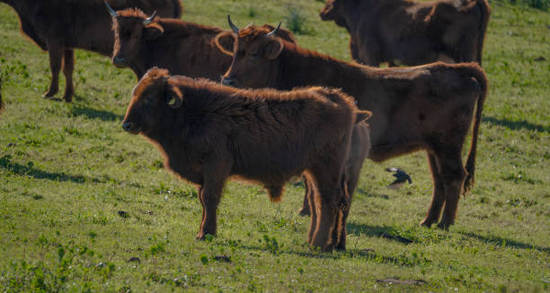 istock Young bortigalese cattle grazing in green pasture with herd 2196894724