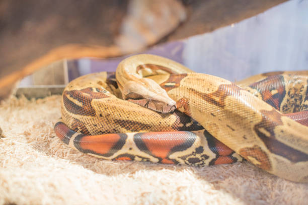 istock Snakes that are born and live naturally and are kept as pets 2196895280