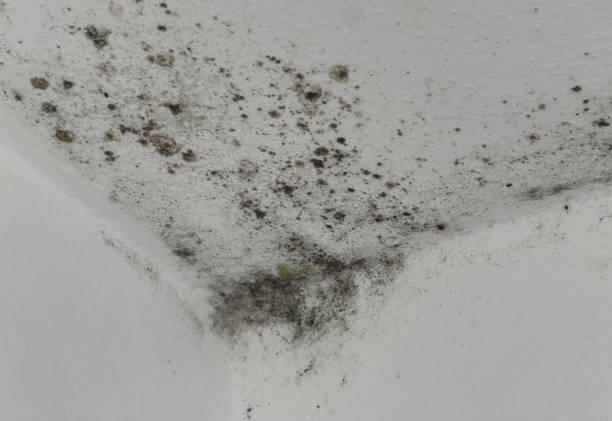 istock Black mold growing on white ceiling in corner of room 2196895316