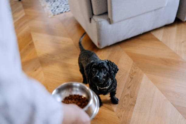 istock Unrecognisable senior man feeding his dog 2196898150