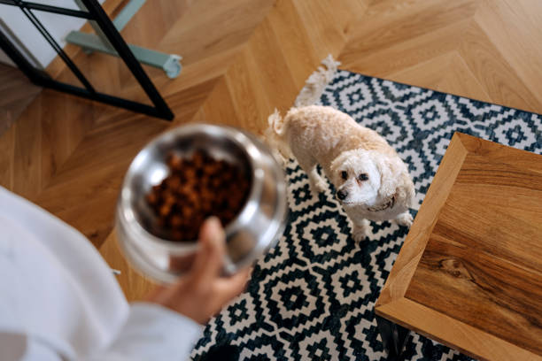 istock Unrecognisable young man feeding his dog at home 2196898545
