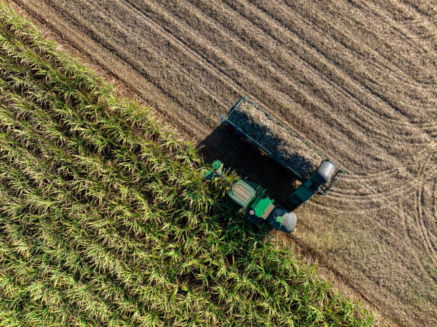 Harvesting Sugarcane cutting  and Truck,