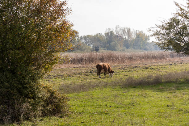 Brown and white cow grazing peacefully in a green field, enjoying the tranquility of nature park