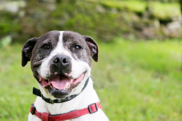 istock Rescue bull terrier dog 2196900119
