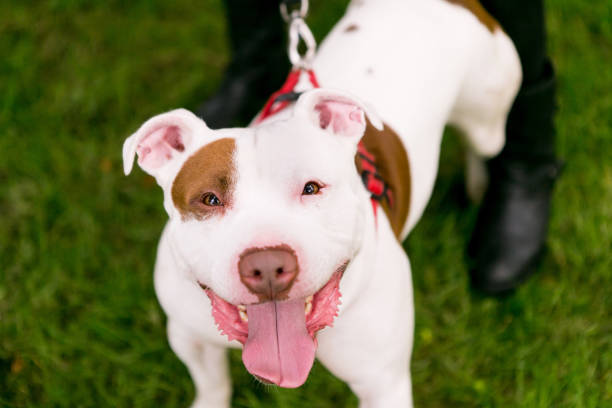 istock Rescue bull terrier dog 2196900121