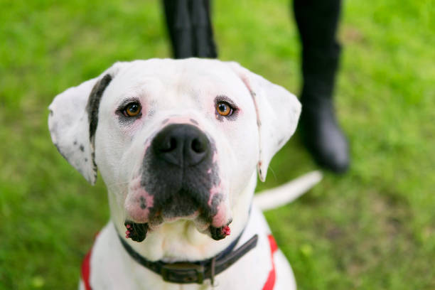 Rescue white american bulldog on a lead