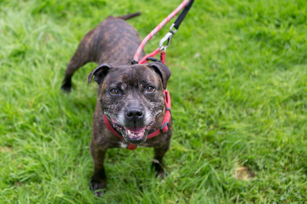 istock Rescue staffordshire bull terrier 2196900152