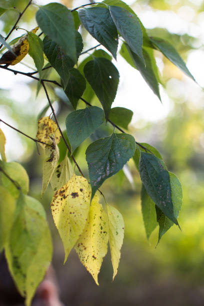 istock Close-up view of leaves on a branch. 2196901274