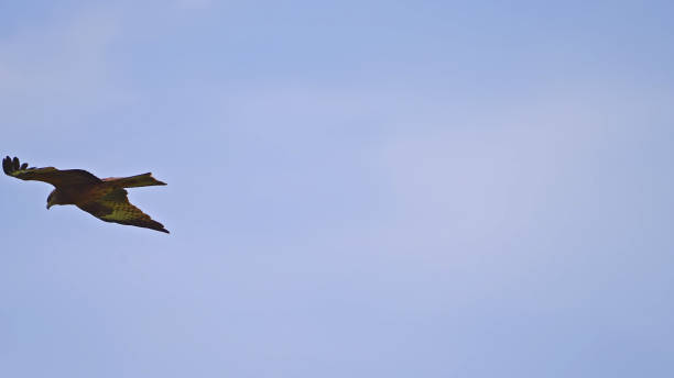 Eagle soaring in the sky,China,Asia.Wild Animal,Spread Wings.