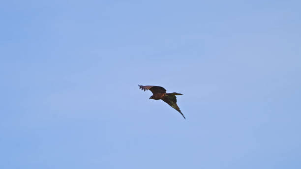 Eagle soaring in the sky,China,Asia.Wild Animal,Spread Wings.