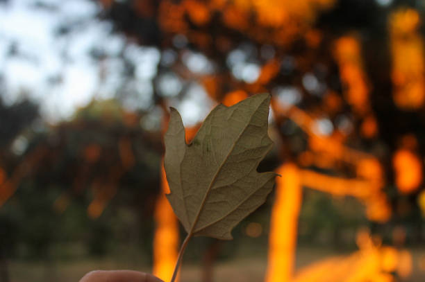 Close-up of a single, light brownish-gray leaf, in sharp focus, against a blurred background of trees. \n\n\nThe leaf is positioned slightly angled, with its veining and texture clearly visible. Its edges appear somewhat irregular or slightly serrated.\n\n\nThe background is out of focus, with a rich tapestry of orange, yellow-orange, and dark brown tones. The blur suggests a dense canopy of trees, likely bathed in the warm tones of either late afternoon or early evening sunlight. \n\n\nA hand partially obscures the lower part of the leaf and the bottom left of the image, suggesting the leaf is held or is in close proximity to a person's hand.  The lighting suggests an outdoor setting.