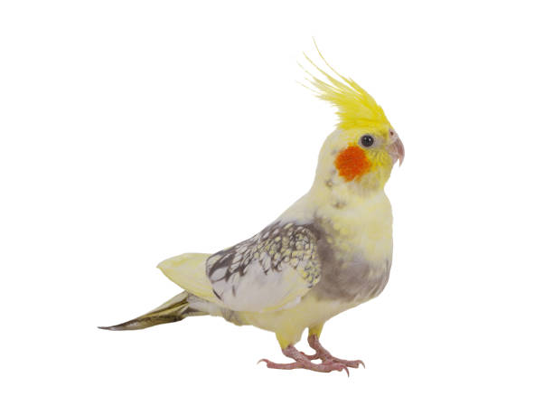 istock cockatiel  parrot isolated on a white background 2196903966