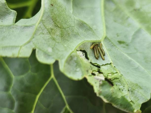 istock The cabbage butterfly caterpillar (Ascia monuste) voraciously feeds on the Brassica oleracea leaf, leaving irregular bite marks. Its green coloration helps with camouflage, making it less visible to natural predators while it develops. 2196904134