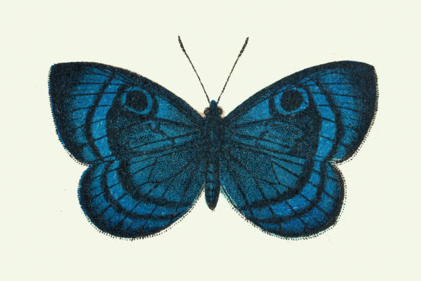 Mesosemia bifasciata, blue, butterfly, Wildlife art print