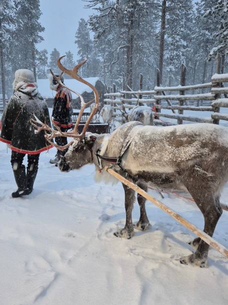 istock Sami guides ready reindeer for Lapland sleigh ride. 2196905546