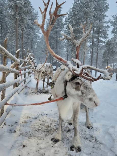 istock Lapland reindeer wait ready for sleigh ride. 2196905568