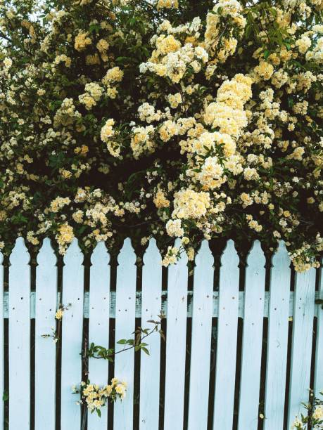 istock Yellow Flowers and Blue Fence 2196908859