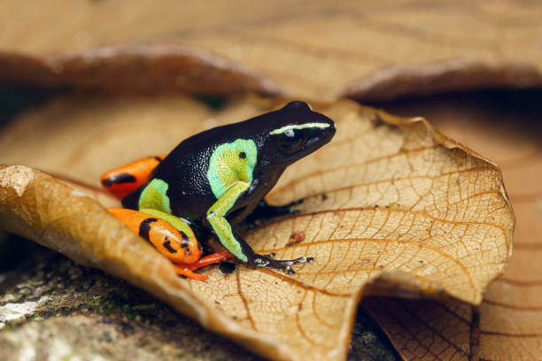 istock Baron's mantella the Madagascar poison frog 2196909183