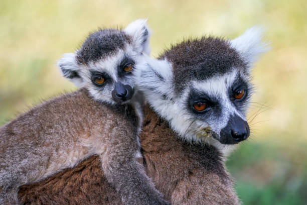 istock Ring tailed lemur in the wild 2196909423