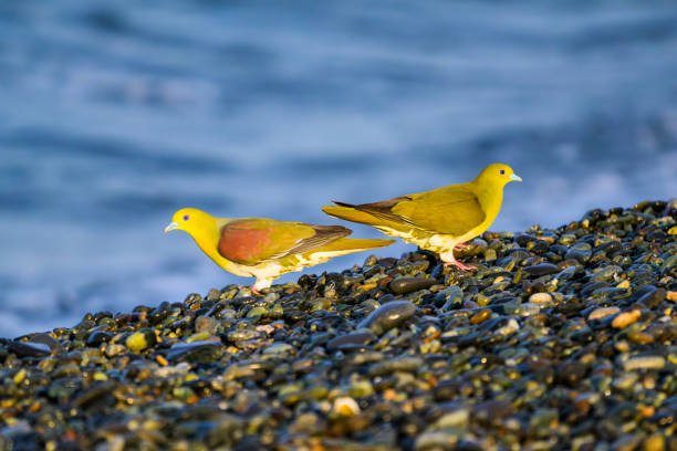White-bellied green-pigeon pair