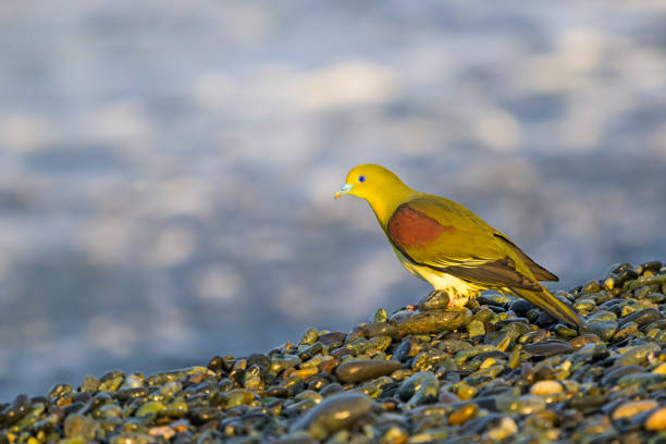 White-bellied green-pigeon male
