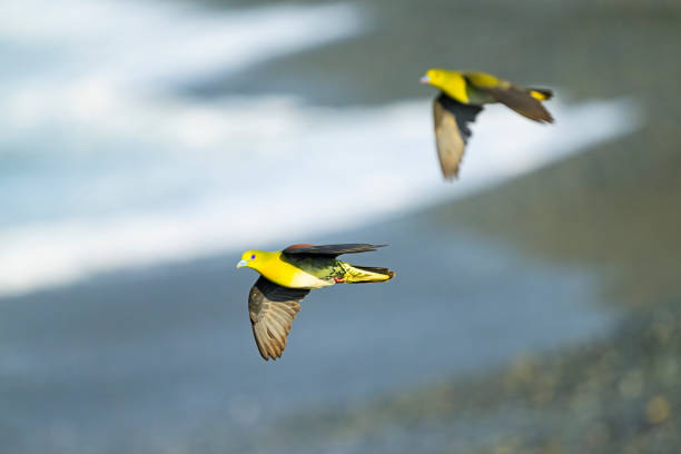 White-bellied green-pigeon male flight