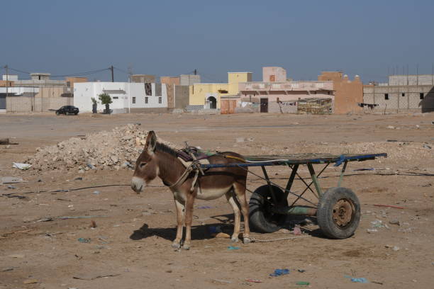 A Donkey is walking in the desert of Morocco, in the middle of the day. He is crouching down, due to the heat of the day.