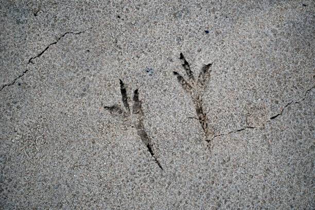 istock Bird footprints on wet sand. Textures in nature. Top down view. 2196912150
