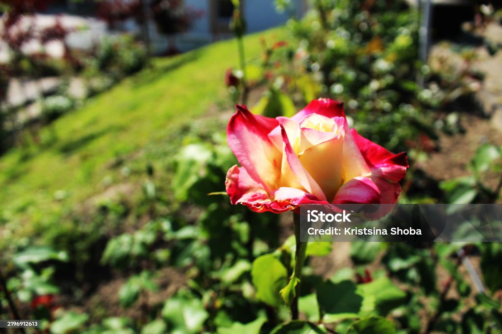 Bicolor naik selama periode berbunga. Menumbuhkan bunga mawar - Bebas Royalti Alam Foto Stok Bicolor naik selama periode berbunga. Menumbuhkan bunga mawar - Bebas Royalti Alam Foto Stok