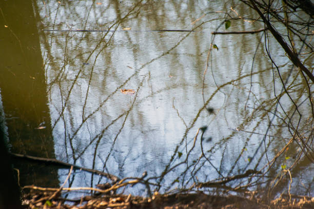 istock Forest Oasis: Pond and Bushes Embrace 2196916014