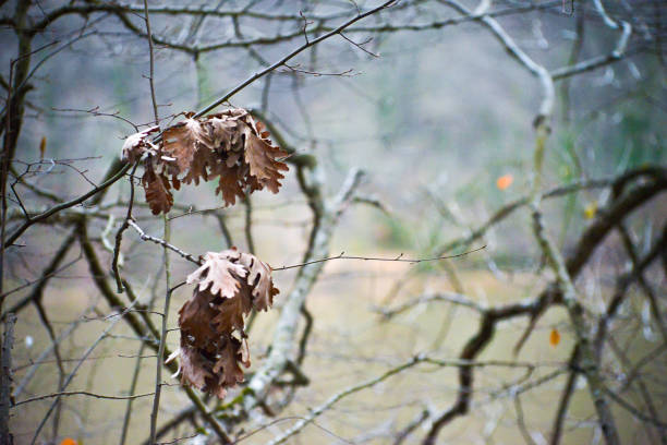 Dry leaves cling to a weathered tree branch, a testament to the changing season and the cycle of nature.